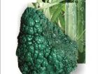 Изживейте „Зелената приказка на камъка“ с пролетно изложение на минерали, скъпоценни камъни и фосили в музей „Земята и хората“